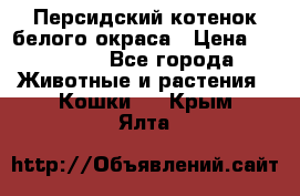 Персидский котенок белого окраса › Цена ­ 35 000 - Все города Животные и растения » Кошки   . Крым,Ялта